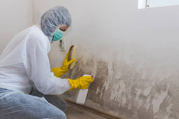 Best Comprehensive Air Testing for Mold Contaminants  in Clemson, SC