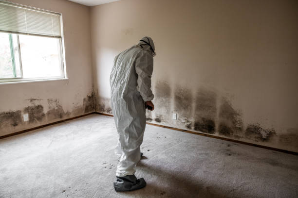 Best Air Quality Testing for Mold Spores  in Clemson, SC